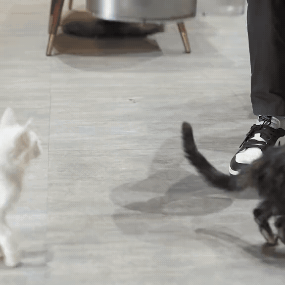 Smart Cat Hydration Station