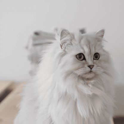 FurEase Pet Grooming Trimmer